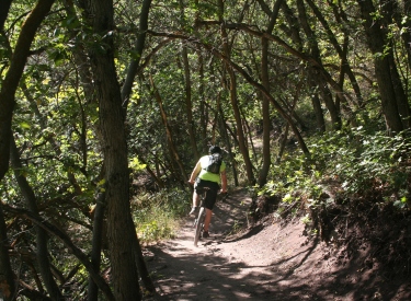 A rider heads uphill through maple forest in August 2013.