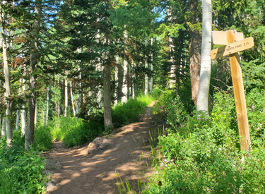 The trail fork for the Dog Lake to Desolation Connector, seen from uphill.