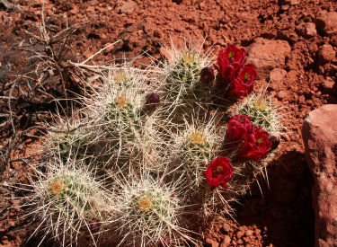 Cactus and paintbrush were blooming during my May update ride.