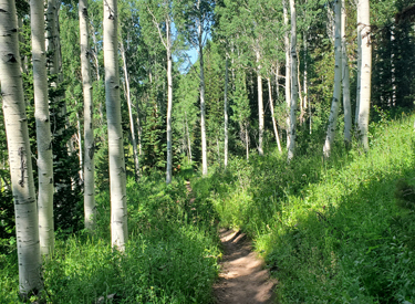 The Mill D North Fork trail is a combination of tough steeps and mellow cruising...