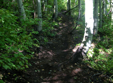 Were now on Johns Trail. Aspen roots and aspen trunks to hop over. Leaning trees...