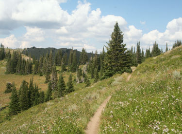 Scott's Bypass trail has varied scenery, ranging from open meadows to aspen groves to deep fir forest.