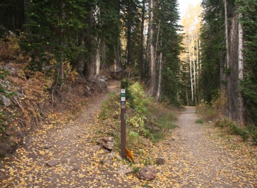 Trail fork of Midmountain and Corvair in the area south of the lodge.