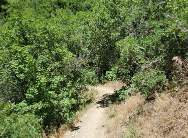 A tame spot on the Rattlesnake Gulch expert trail, an alternate descending route...