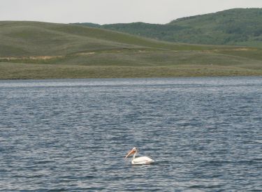 A pelican cruises near shore as the trail drops through the sage brush to the sh...