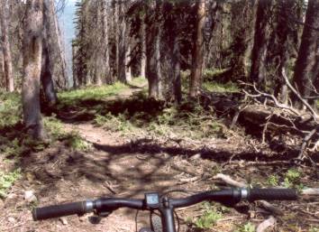 Typical trail view on an easier section, as the trail rockets through the spruce...